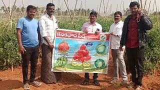 Rudra tomato naru available 9052900896