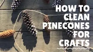 How to clean and bake pine cones for crafts