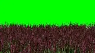 Pink Flower/Purple Flowers Video-Full HD Green Screen Video