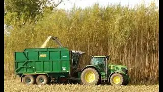 Another Giant Willows Harvest - For Biomass Energy