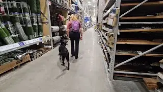5 year old German Shepherd 