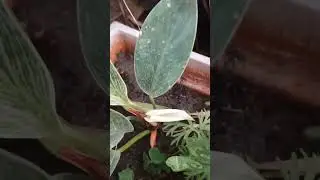 #viralvideo #viral #trending #gardeningvideos #fillodandronbirkiorchid#filodendro #nature