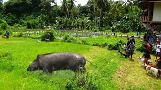 HEBOH❗Babi hutan akhirnya melintas terobos pemburu | Wild Boar Hunting |