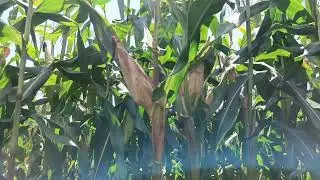 L'agriculture mon combat j'aime 👍👍👍