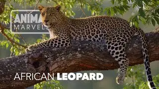 African Leopard: How This Big Cat Outsmarts Lions and Hyenas
