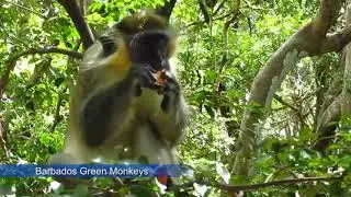 Barbados Wildlife