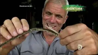 Monstruos de rio- Raya gigante