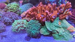 Reefbum video display Instagram