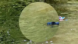 Из жизни на воде.