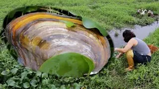 😱 😱  Hiding deep in the mud, there is a giant golden clam that quietly opens and screams repeatedly
