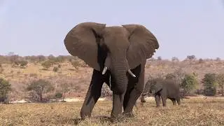 Victoria Falls & Chobe River, Zimbabwe & Botswana August 2015