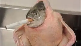 shitty videos #16