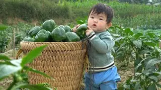 Harvest green bell peppers and sell them at the market. Build a garden to raise ducks.