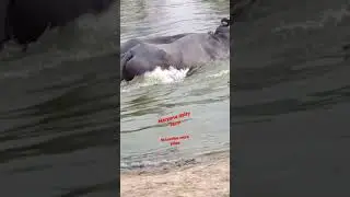 #Buffalo #Fighting in #Water 😮