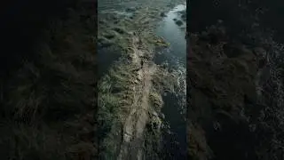 Drone Survey Spots Massive Animal Trail Through Wetlands