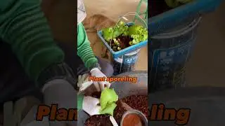 How to plant Platycerium ridleyi?