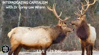 Animal Rights Show | Interrogating Capitalism with Dr Corey Lee Wrenn