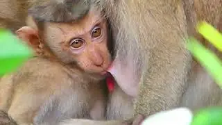 Little Monkey Molly is upset cries loudly big Monkey makes him afraid
