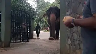 5.01.2026 #wildliferescue #animals #kerala #wildlife #elephant #news #srilanka #asianelephant #assam