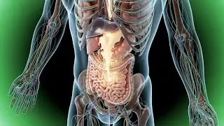 How Milk Works Inside the Human Body | 3D Medical Animation Explained