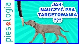 Jak nauczyć psa targetowania?