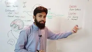 Ribosomes | Class 9 | Chapter 4 | Cell and tissue