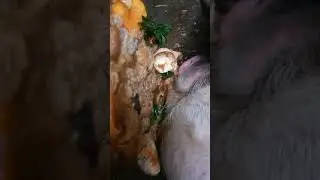 Schweinefutter , K&uuml;chenabf&auml;lle , Schweinefra&szlig; . was frisst das Schwein?