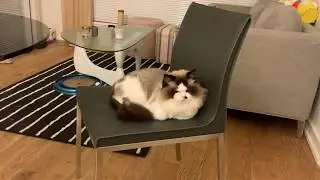 Blinking Cat !! l【Ragdoll Chocolate Chip' s Daily Life 🐱 】D1