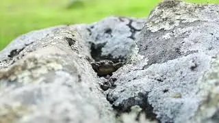 Sapillo pintojo ib&eacute;rico