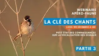 Apéro-Faune #20 : La clé des chants - partie 3