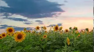 stock footage flowering sunflowers on a background sunset 1