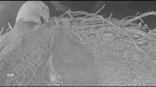 SWFL Eagles~Sweet Feeding by Mom-Stuffed Crop-Maggots???Zoom-Is E26-Mad at Mom? Bites At F23_1.9.26