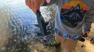 Shark Beach Creature Attack!