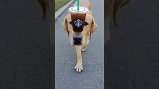 Labrador Balances a Cup of Coffee While Walking #funny #alsen #dog #pets