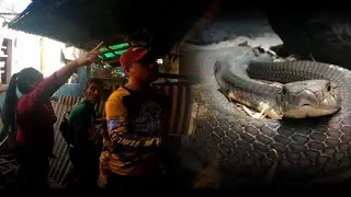 BAHAY NA INABANDUNA MALAKING COBRA ANG NAKATIRA