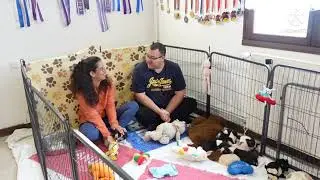 La chaîne YouTube fête ses un an ! Boston Terrier & élevage de chiens - Conseils, guide  & Tuto