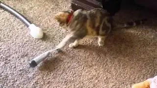 Kitten attacks toothbrush