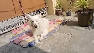 POV: Jab Dog Ko Zabardasti Nahla Do 😭🐕