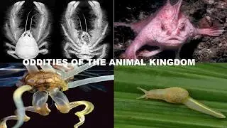 ODDITIES OF THE ANIMAL KINGDOM