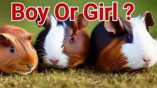 Discover the Key to Accurately Identifying Male or Female Guinea Pigs in Farming