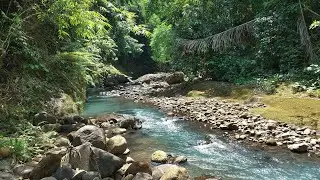Relax Instantly, Ease Stress with Powerful Forest River Flow Over Stones in Lush Green Nature