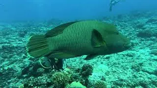 2018 Plongée à Rangiroa - passe de Tiputa