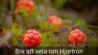 Hjortron - bra att veta om hjortronet, Skogens Guld | AlterHedens, Pite&aring;