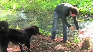 DogWatch&reg; by DogFence, United Kingdom