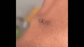Mosquito struggling to feed 1681213006385