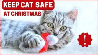 How To Keep Your Cat Safe During Holidays!