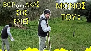 ΒΟΡΑΚΑΣ ΣΤΙΣ ΕΛΙΕΣ: ΜΟΝΟΣ ΤΟΥ; ΑΠΛΗ ΚΑΙ ΟΙΚΟΝΟΜΙΚΗ ΣΥΝΤΑΓΗ #βόριο #μαθαίνοντασ_για_την_ελιά #ελιά