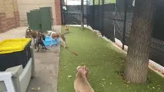 Izzy, Brave, Simon, Tofu, Regina