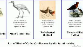 Birds of Order Gruiformes Family Sarothruridae Flufftail Rail forest wood Slender-billed flufftail