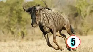 Top 20 Fastest Land Animals